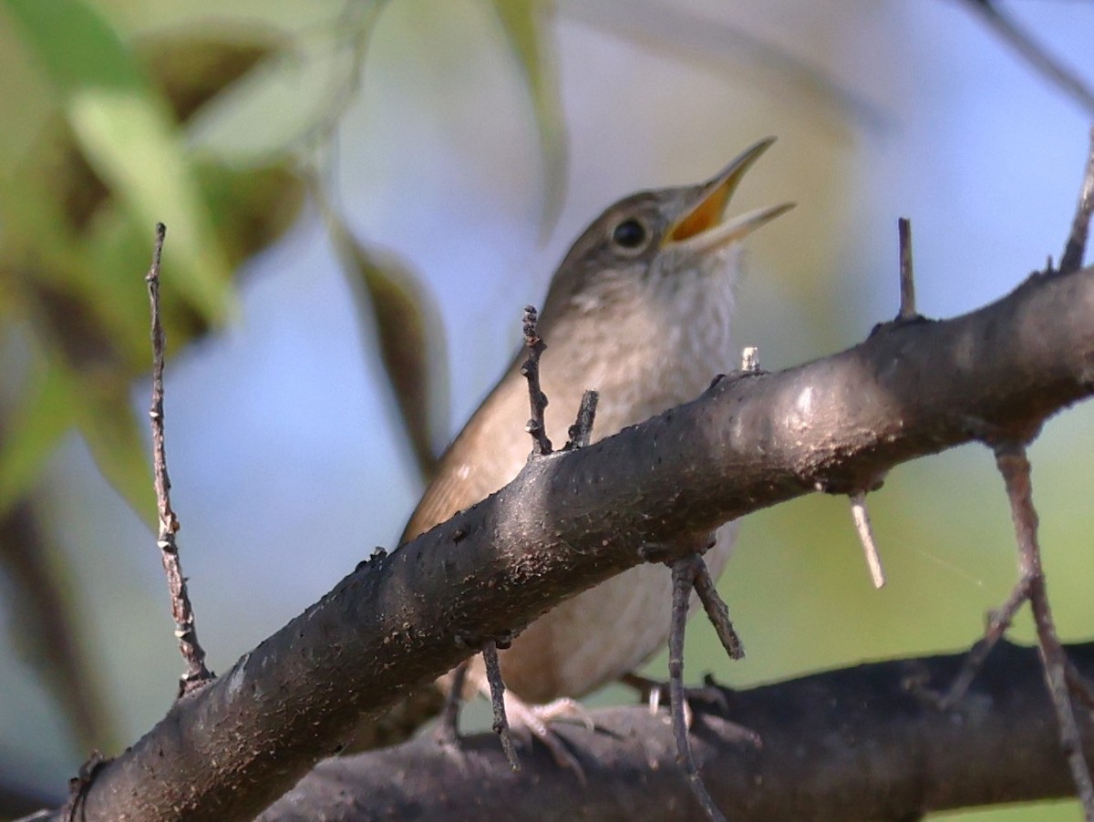 Northern House Wren - ML645529373