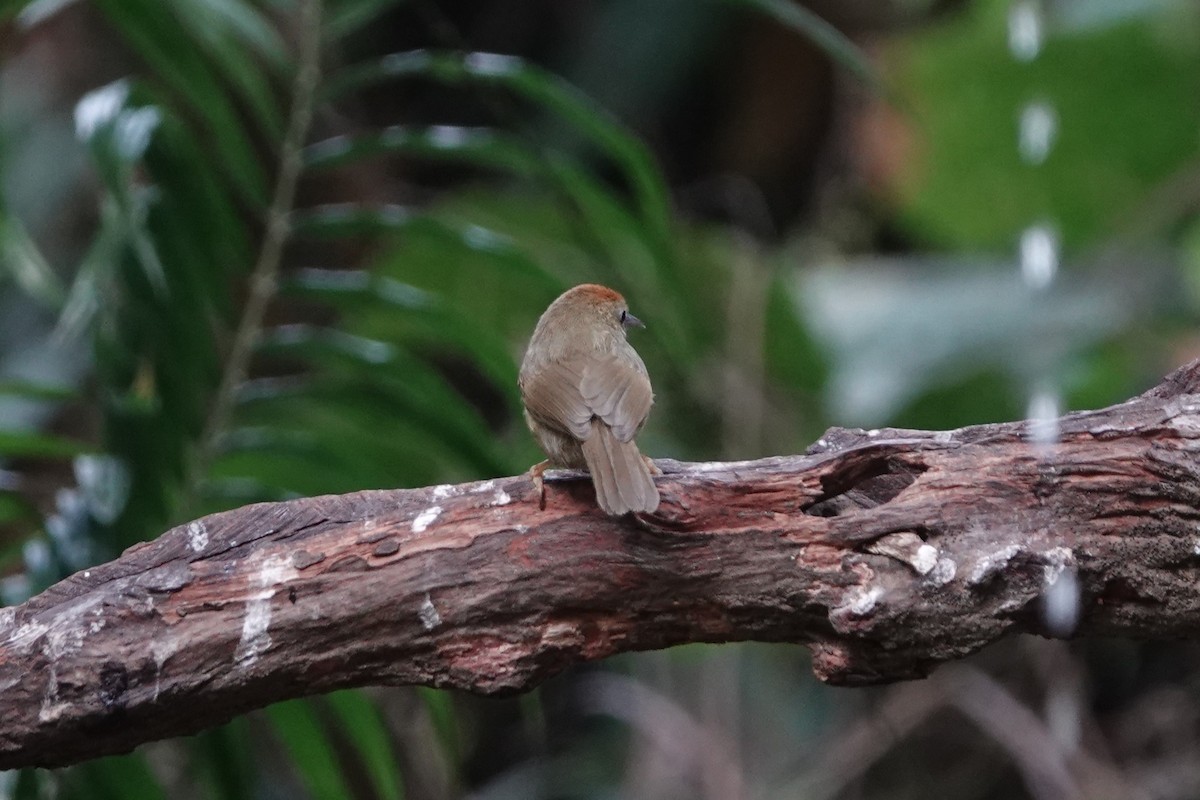 Timalí Frentirrufo (grupo ambiguum) - ML645529375