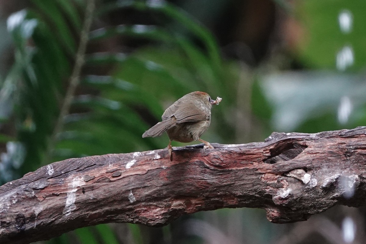 rustpannetimal (ambiguum gr.) - ML645529376