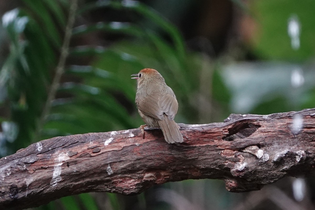 rustpannetimal (ambiguum gr.) - ML645529377