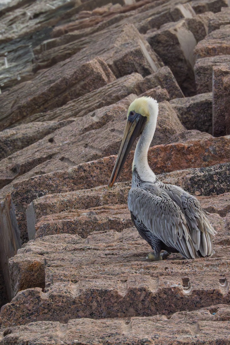 Brown Pelican - ML645529380