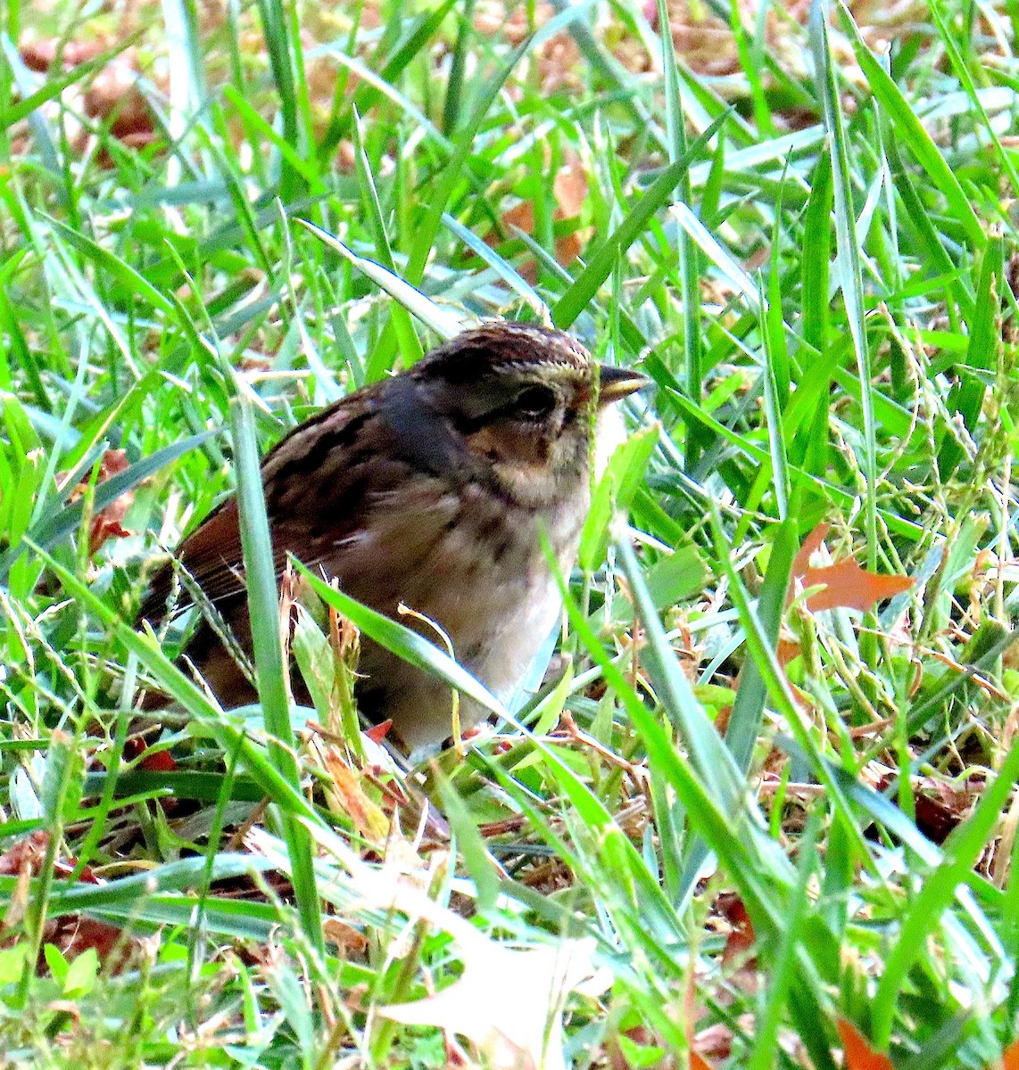 Swamp Sparrow - ML645529381
