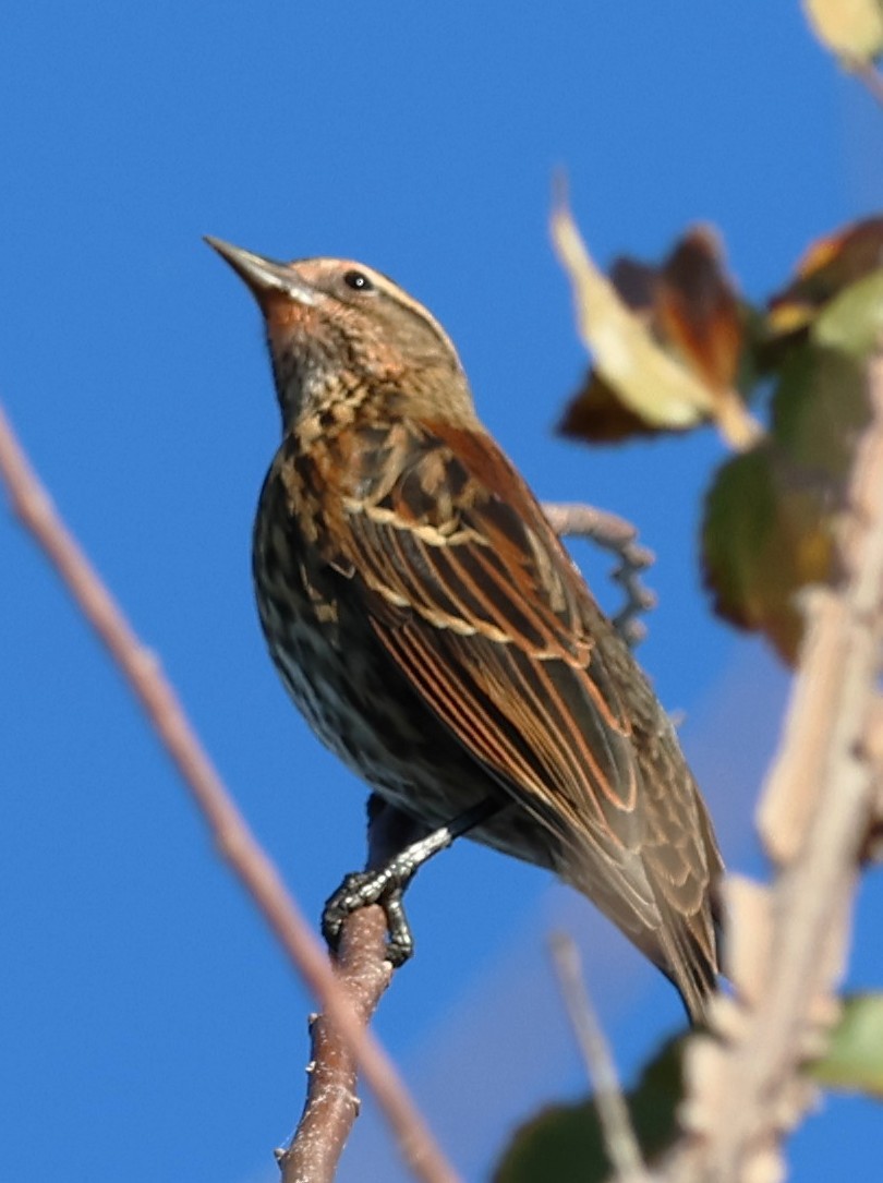Red-winged Blackbird - ML645529383