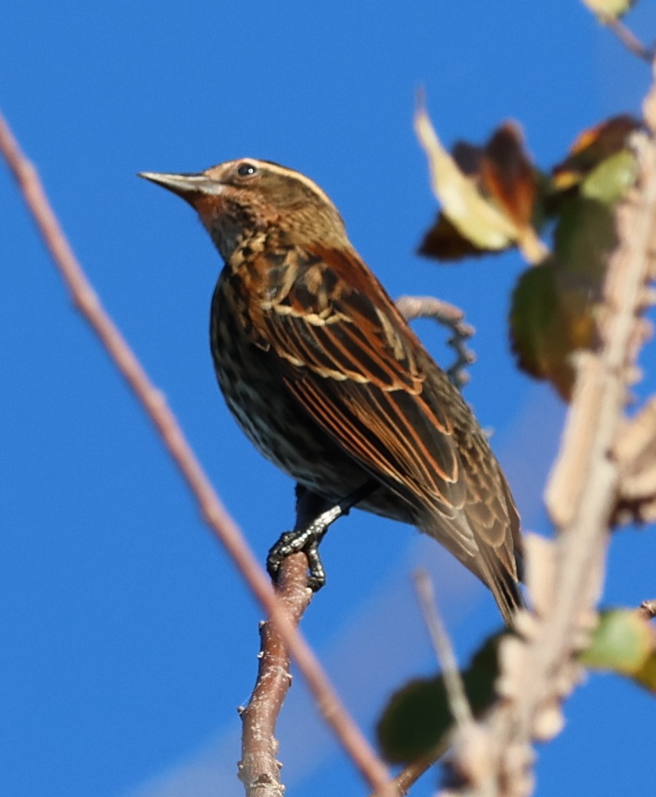 Red-winged Blackbird - ML645529384