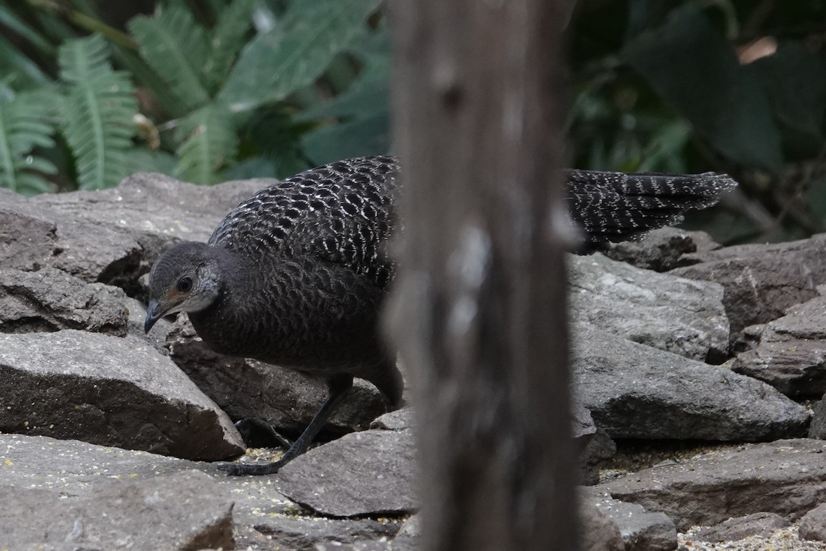 Gray Peacock-Pheasant - ML645529390