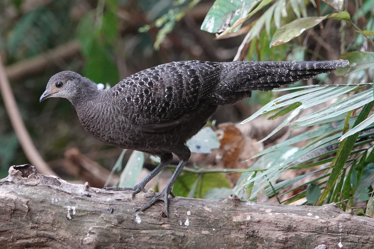 Gray Peacock-Pheasant - ML645529391