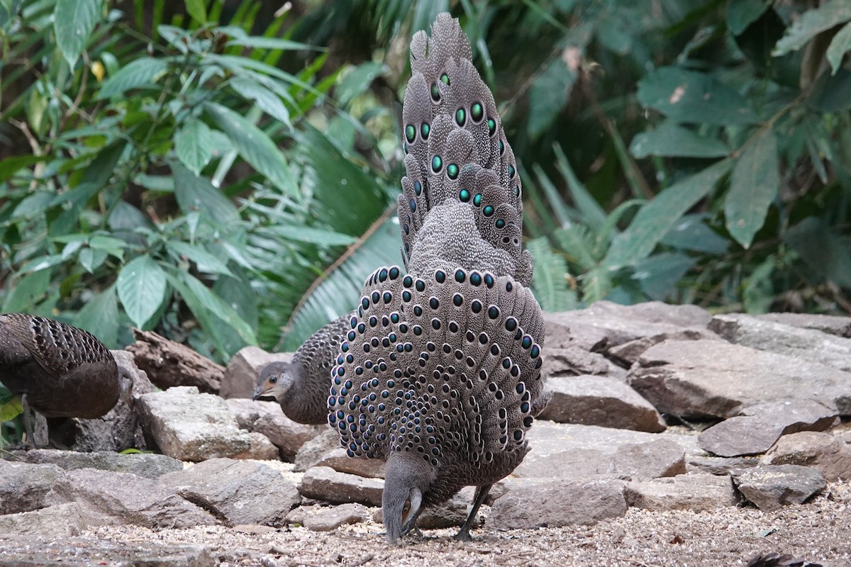Gray Peacock-Pheasant - ML645529393