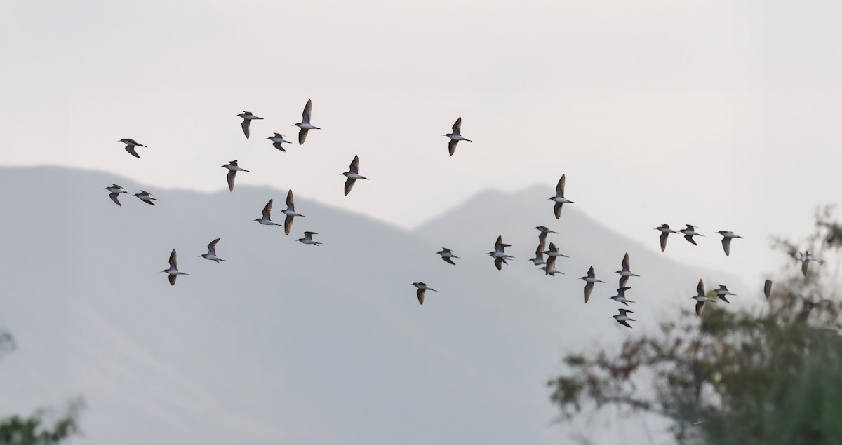 vodouš bahenní - ML645529394