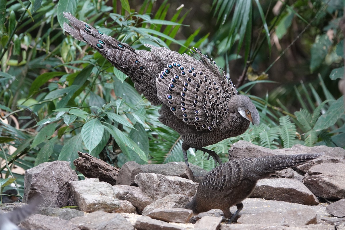 Gray Peacock-Pheasant - ML645529398