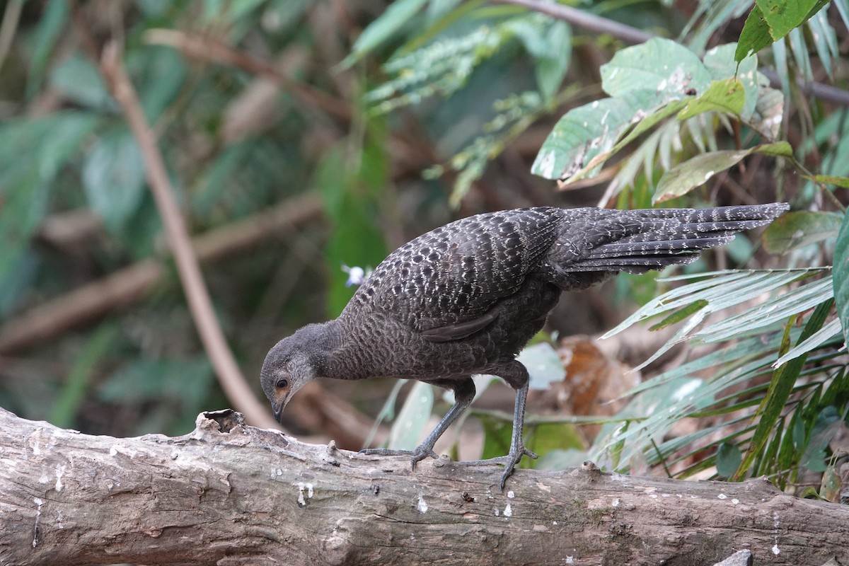 Gray Peacock-Pheasant - ML645529399