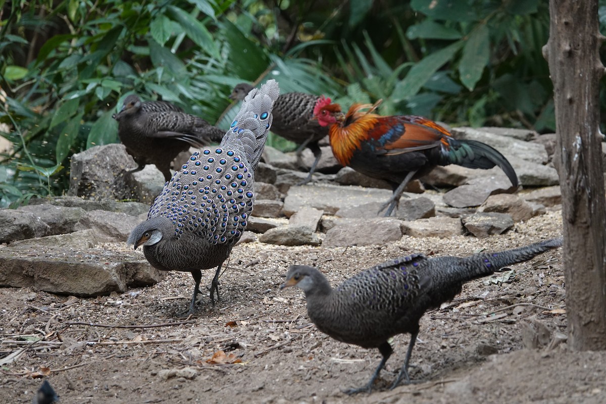 Éperonnier chinquis - ML645529400