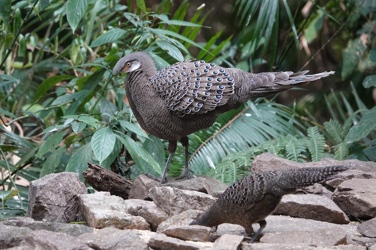 Gray Peacock-Pheasant - ML645529401