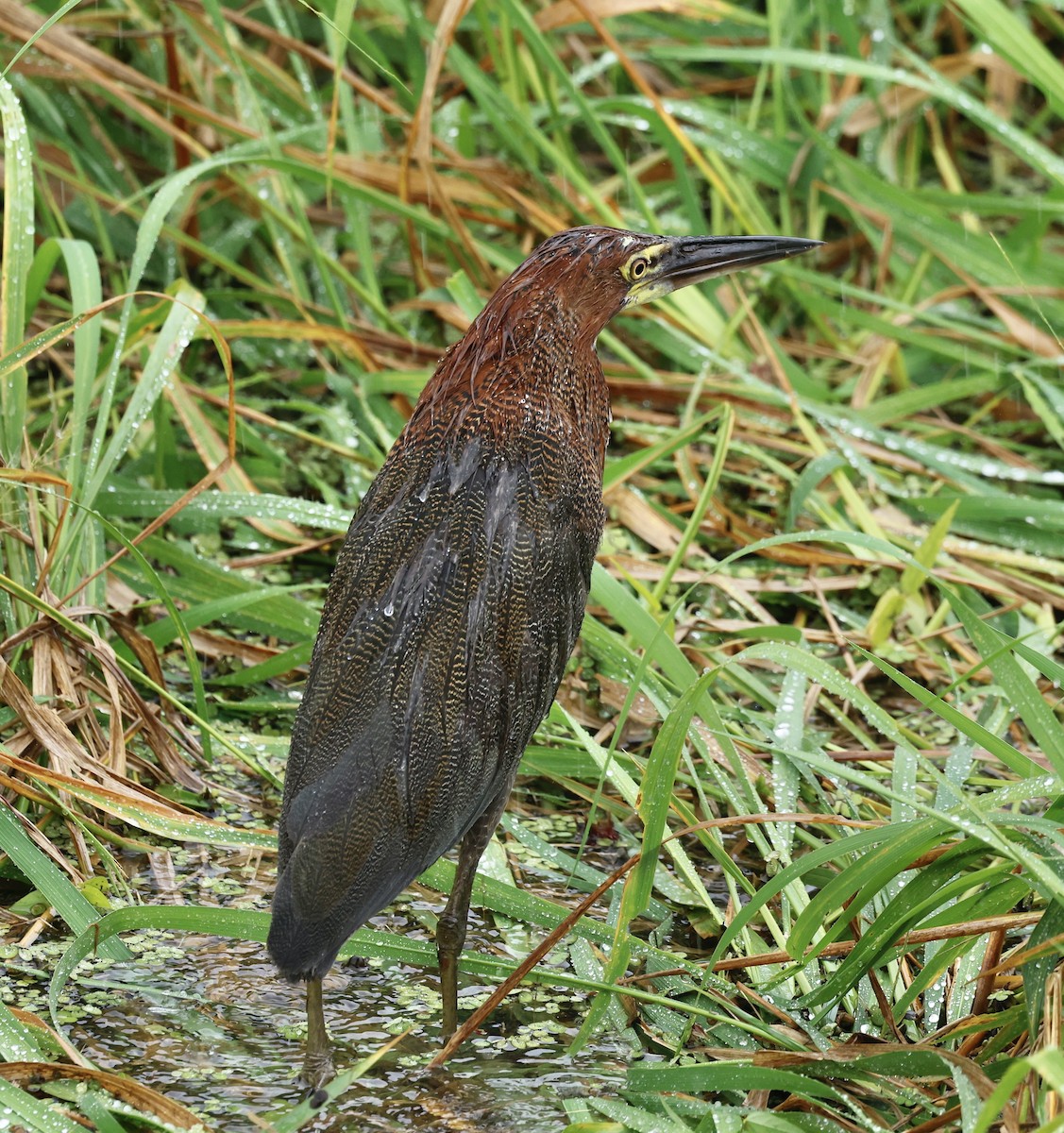 Onoré rayé - ML645529405