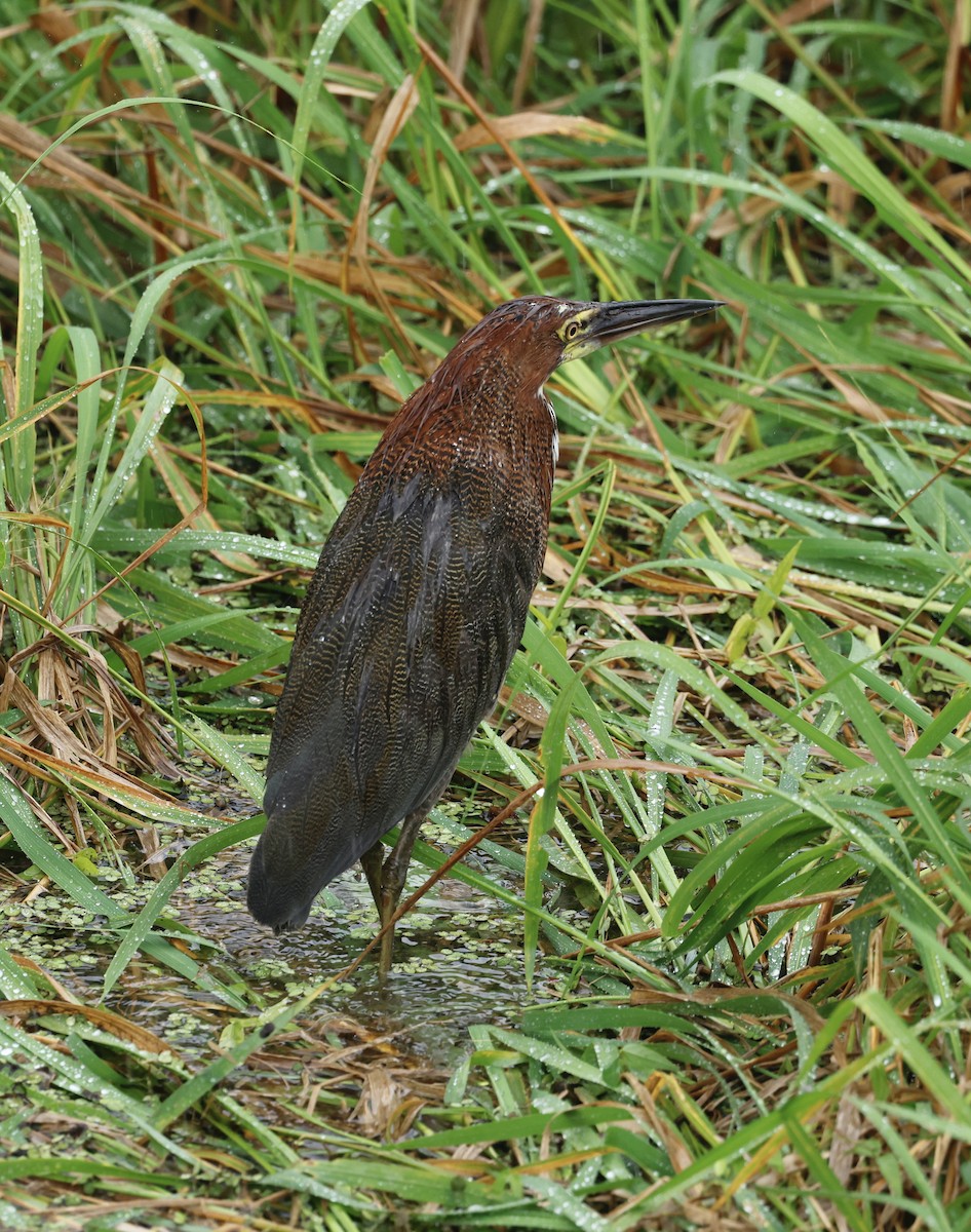 Onoré rayé - ML645529406