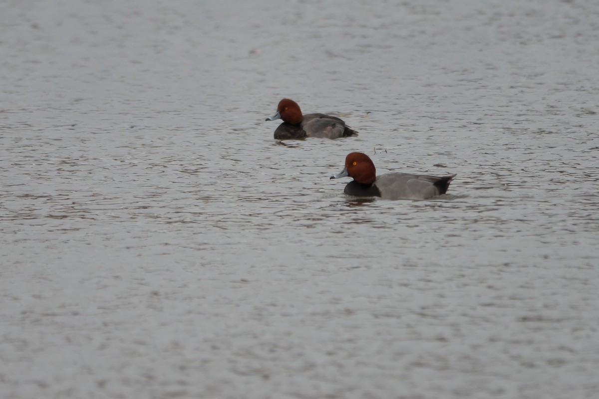 Redhead - ML645529407