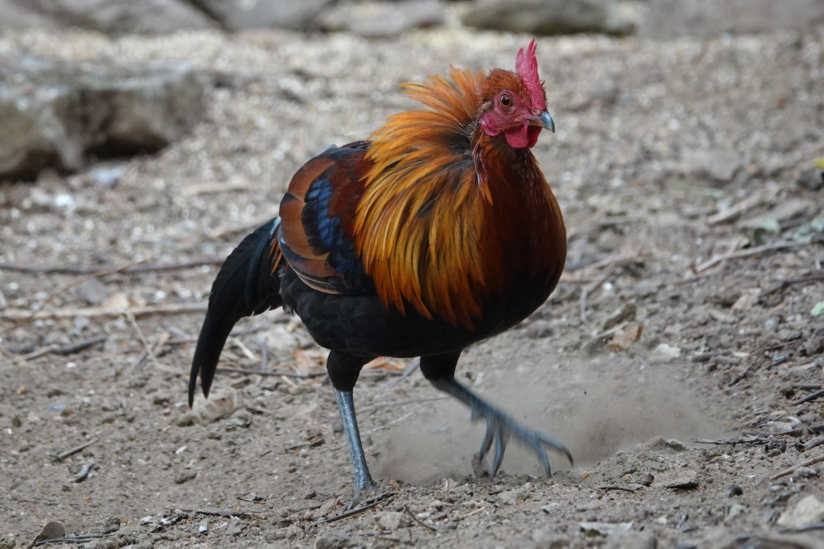 Coq bankiva - ML645529408