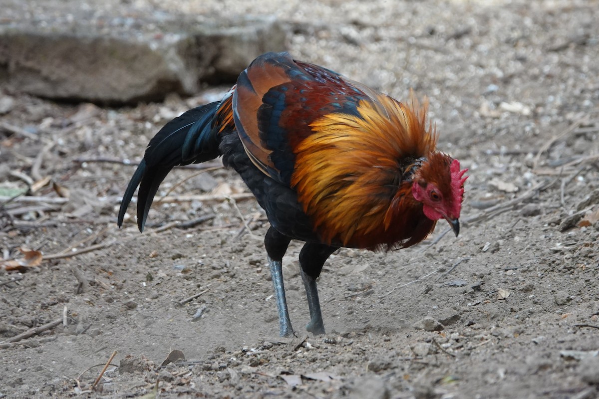 Coq bankiva - ML645529409