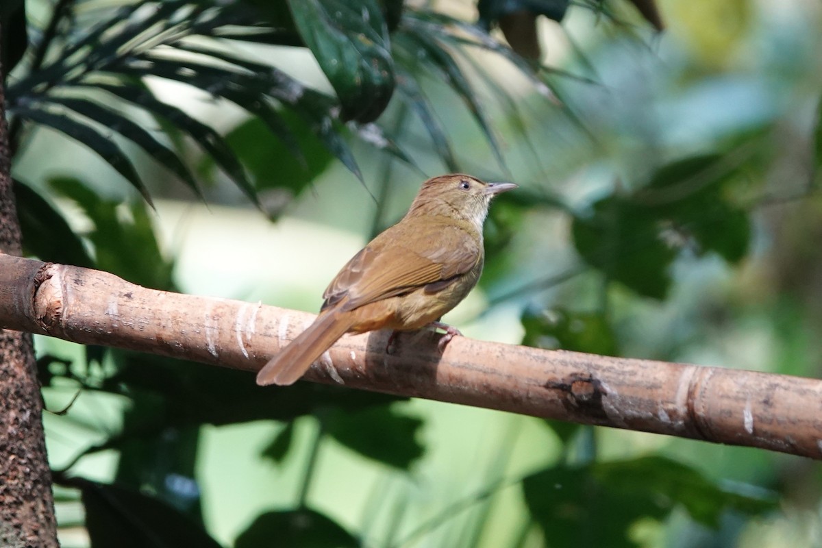 Bulbul aux yeux gris - ML645529413