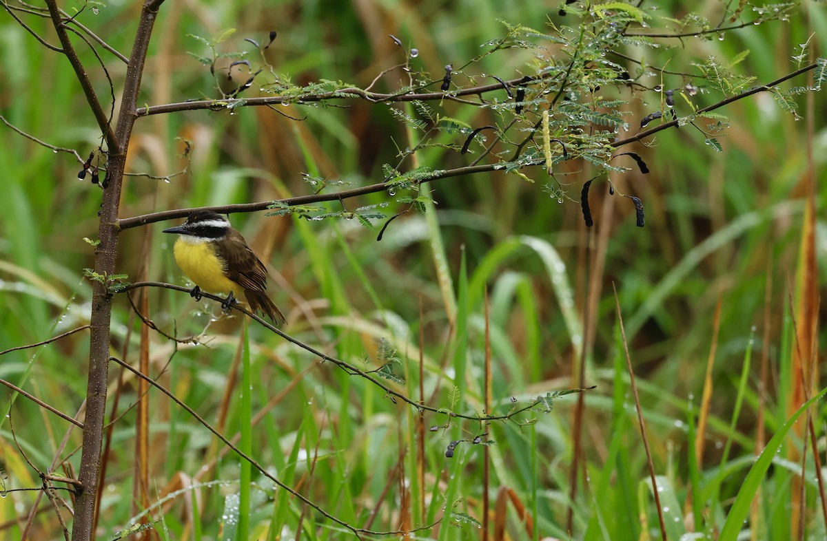 Tyran licteur - ML645529414