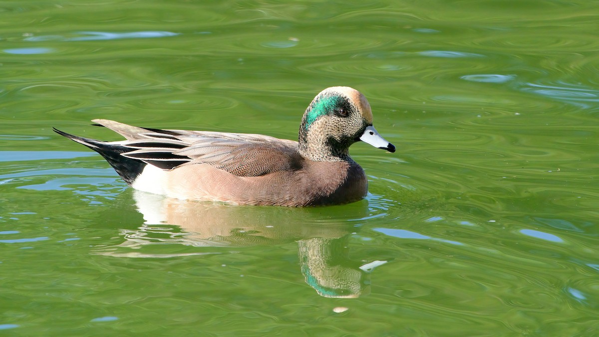 Canard d'Amérique - ML645529416