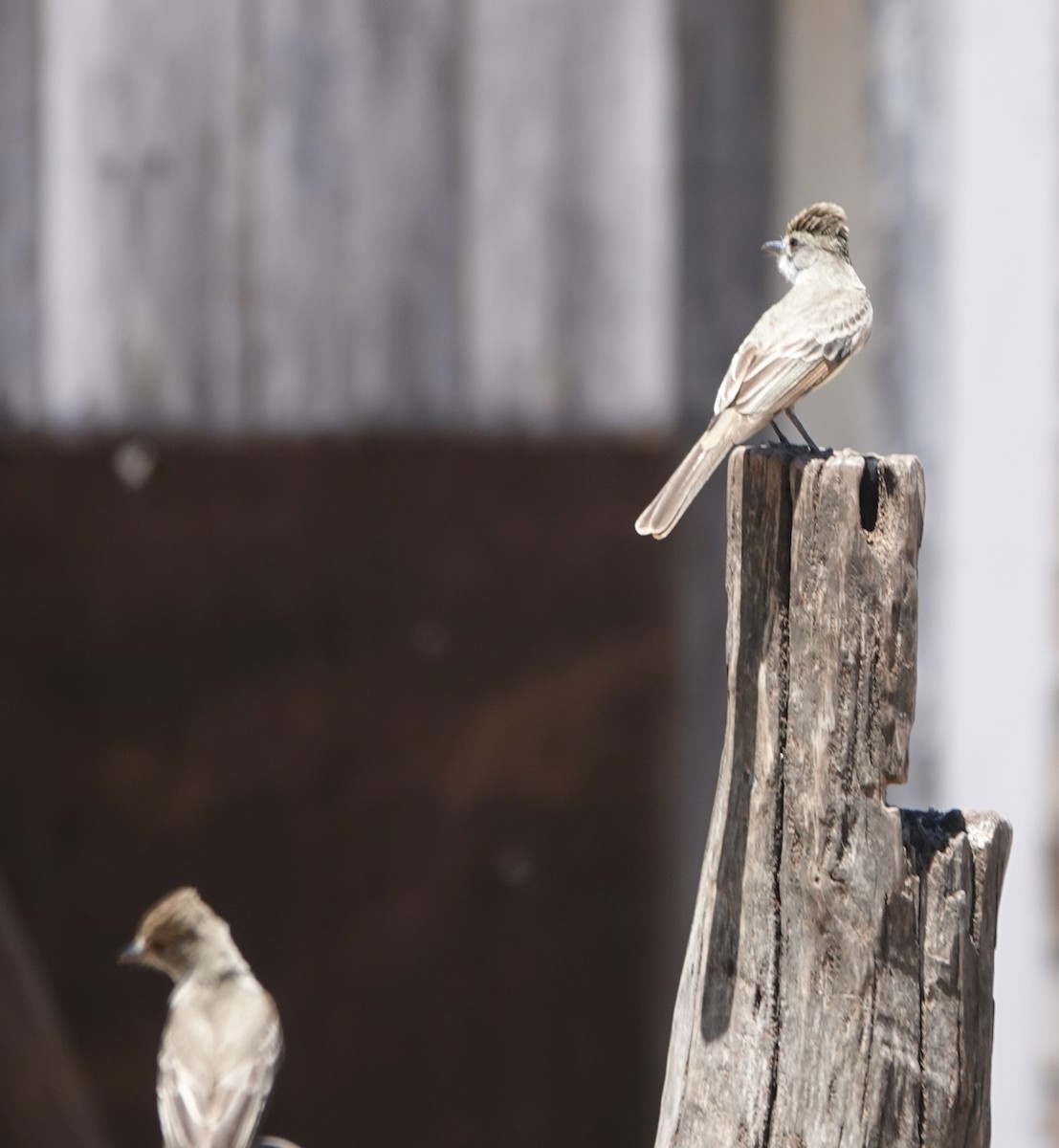 Tyran féroce - ML645529417