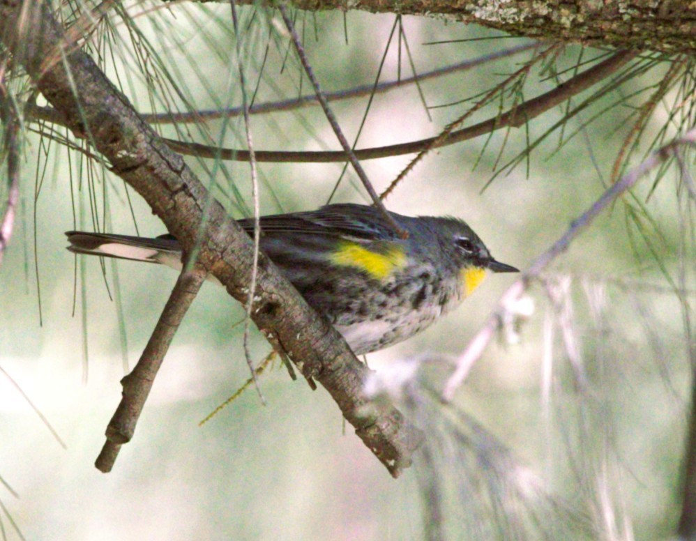 Paruline à croupion jaune - ML645529418