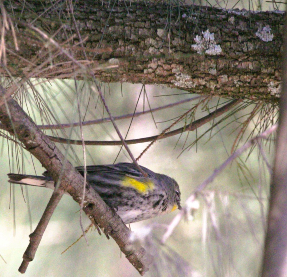 Paruline à croupion jaune - ML645529419
