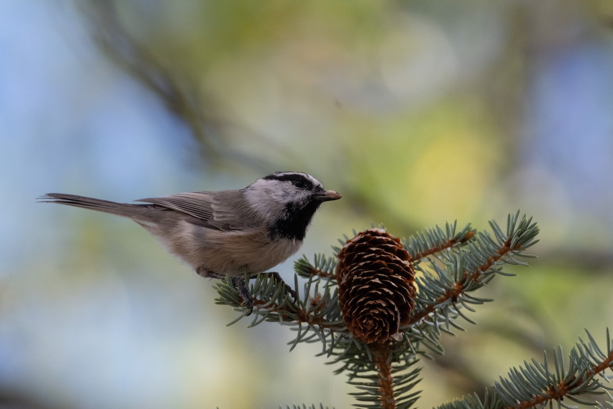 Mésange de Gambel - ML645529420