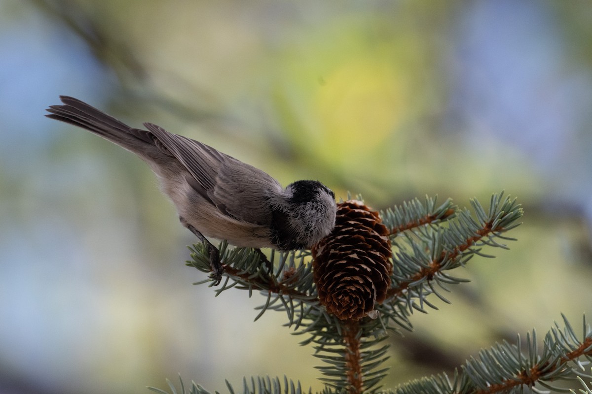 Mésange de Gambel - ML645529421