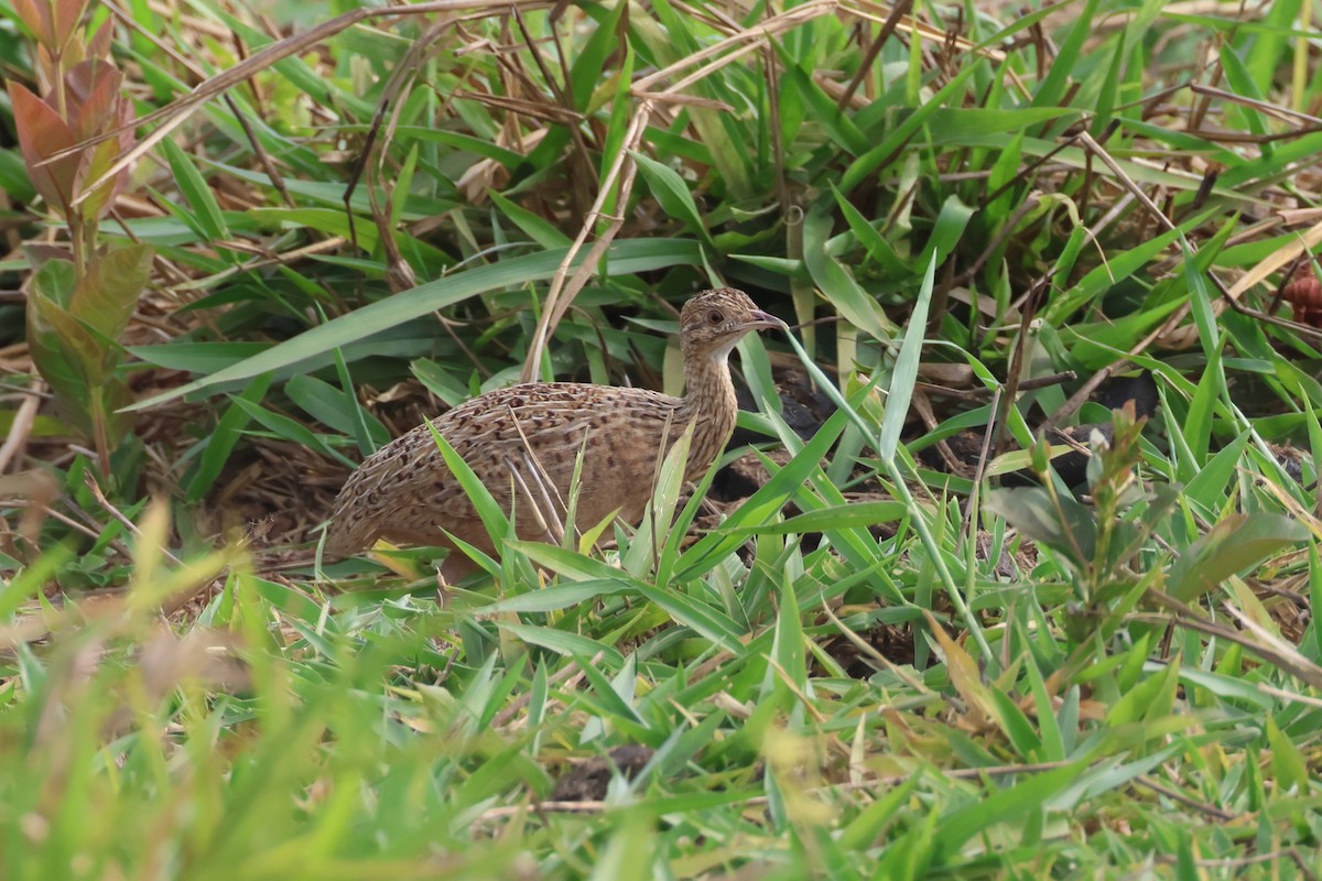 Tinamou tacheté - ML645529422
