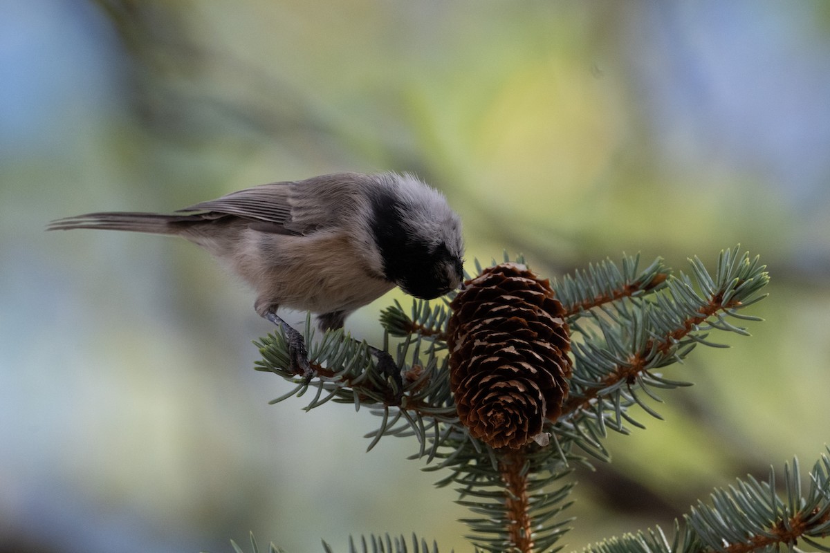 Mésange de Gambel - ML645529423