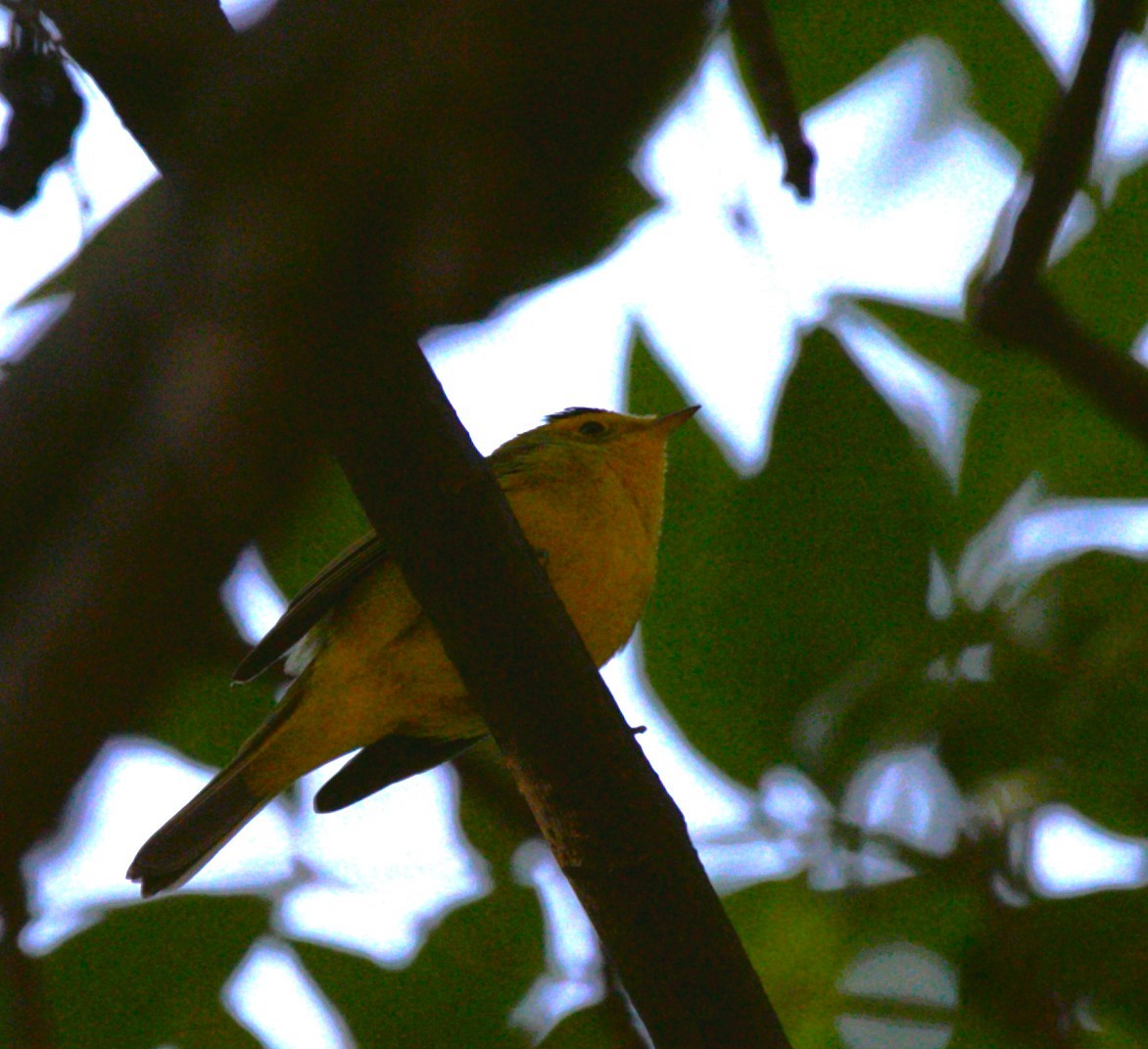 Paruline à calotte noire - ML645529424