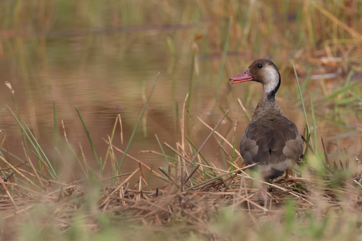 Canard amazonette - ML645529425
