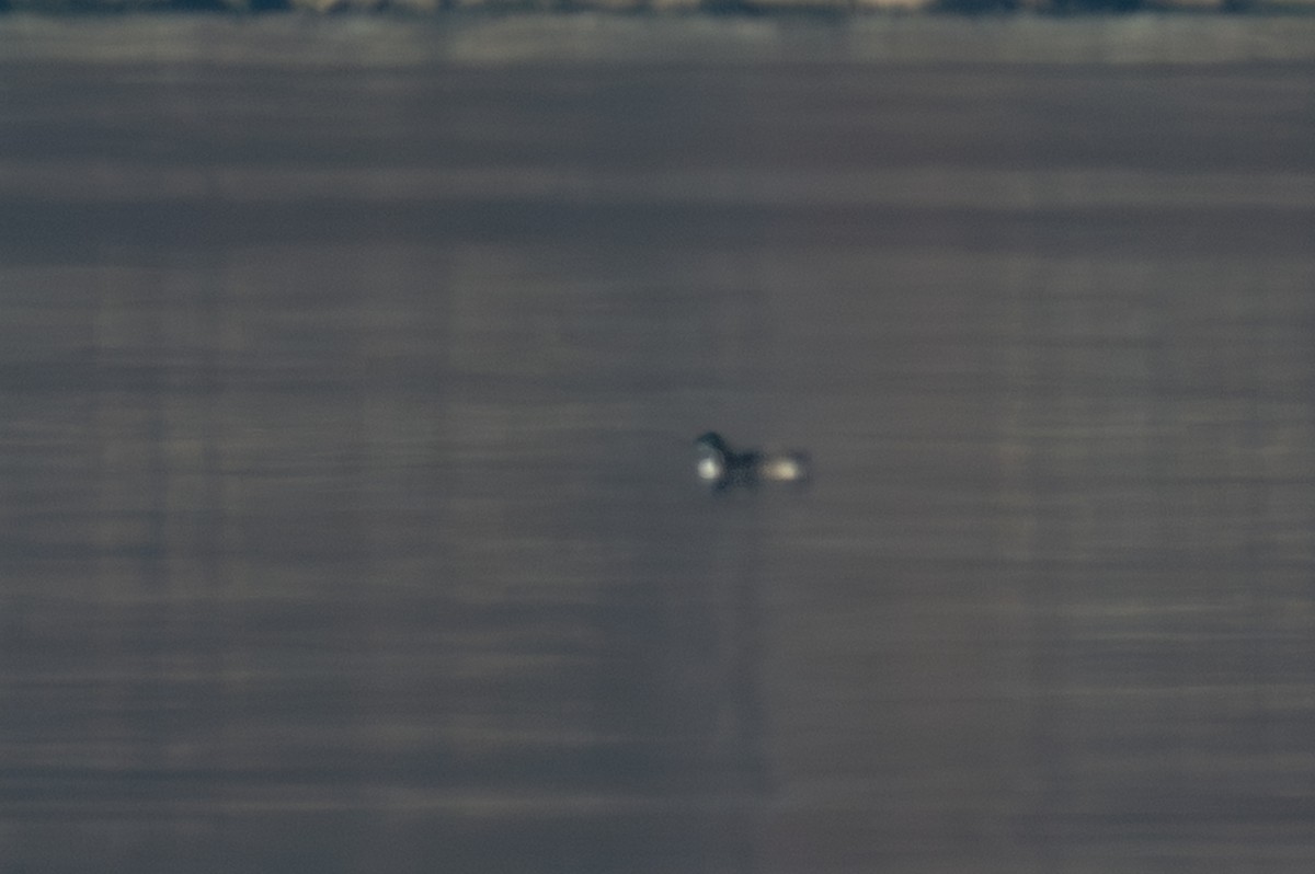 plongeon sp. - ML645529427