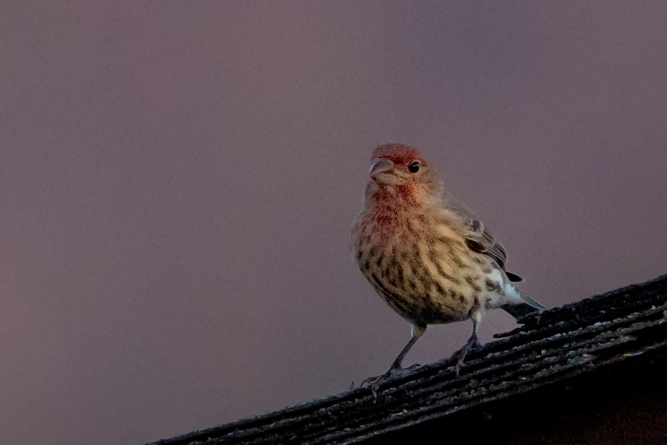 Roselin familier - ML645529428