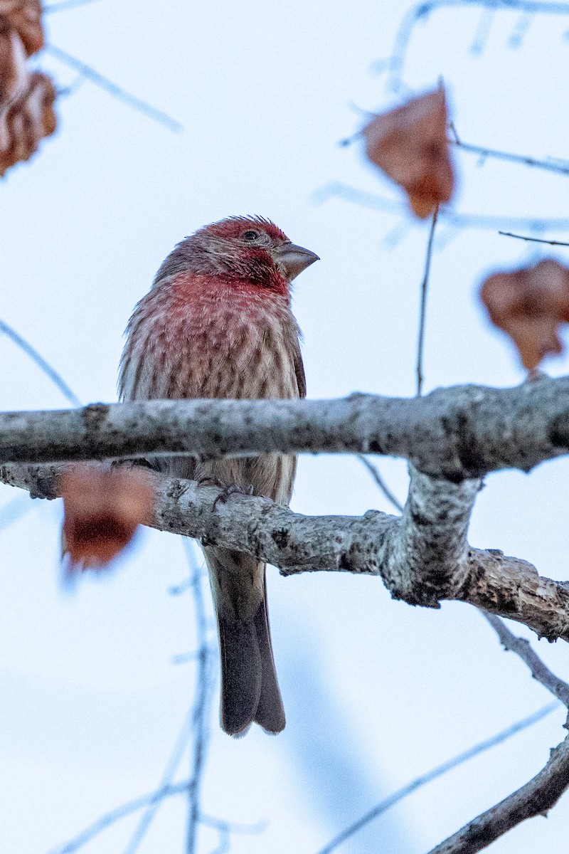 Roselin familier - ML645529429