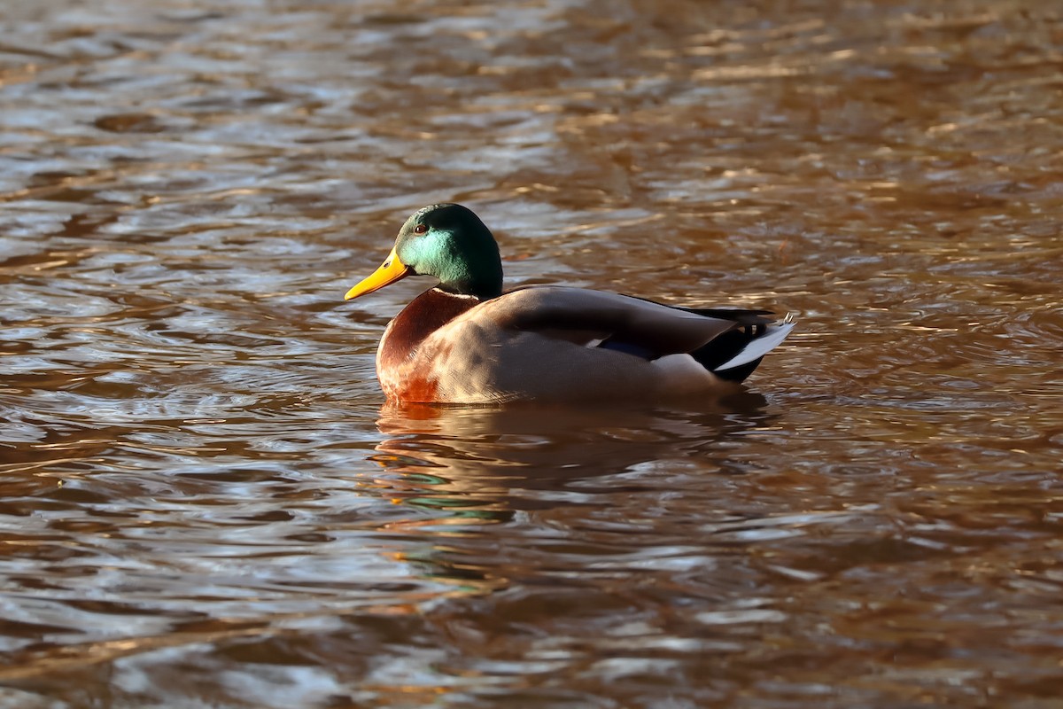 Canard colvert - ML645529431