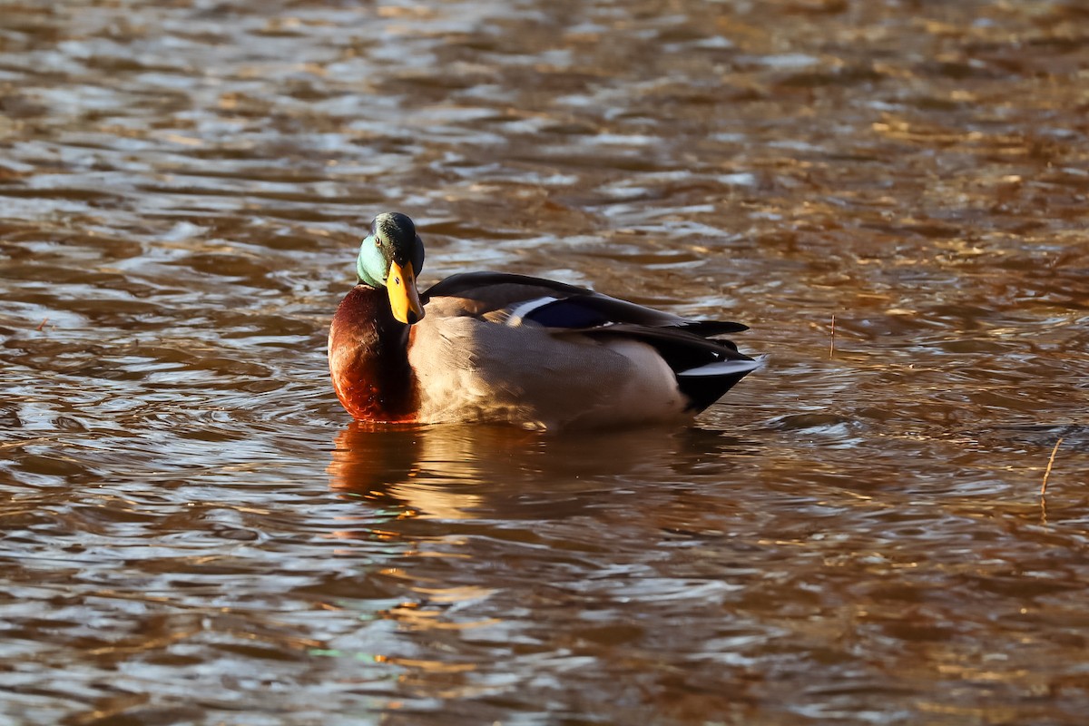 Canard colvert - ML645529432