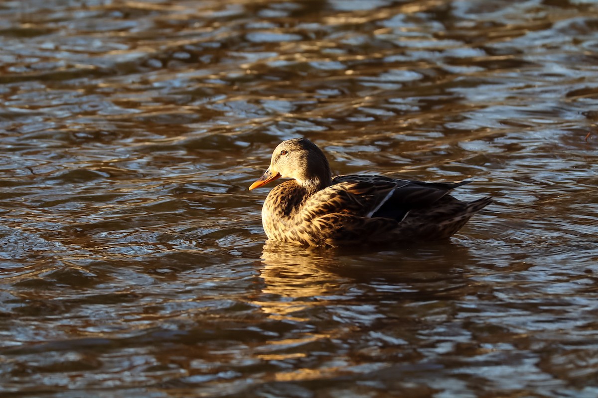 Canard colvert - ML645529435