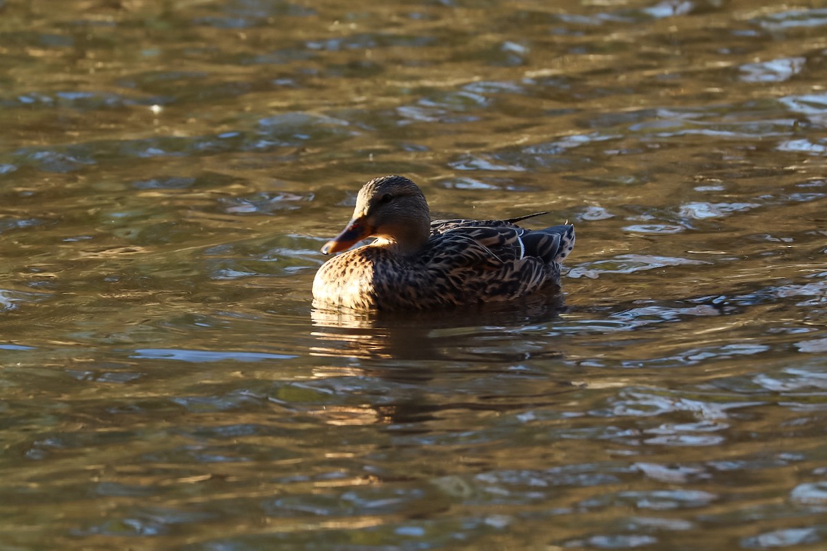 Canard colvert - ML645529436