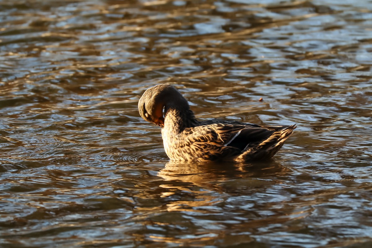 Canard colvert - ML645529437
