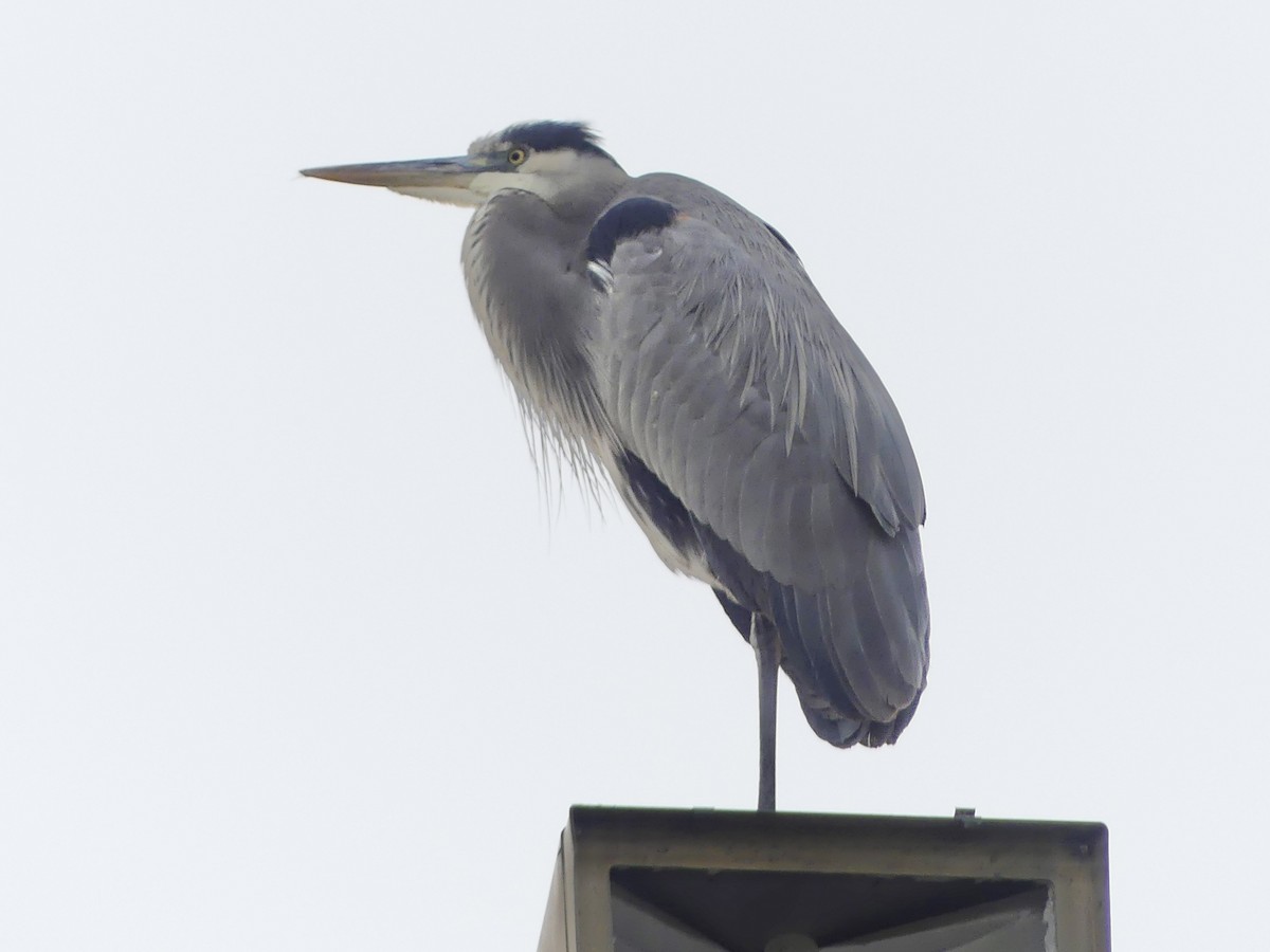 Grand Héron - ML645529438