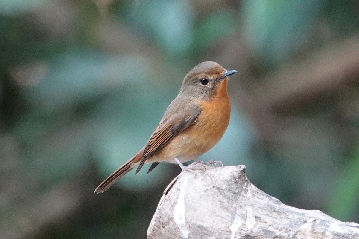 Gobemouche à menton bleu - ML645529439