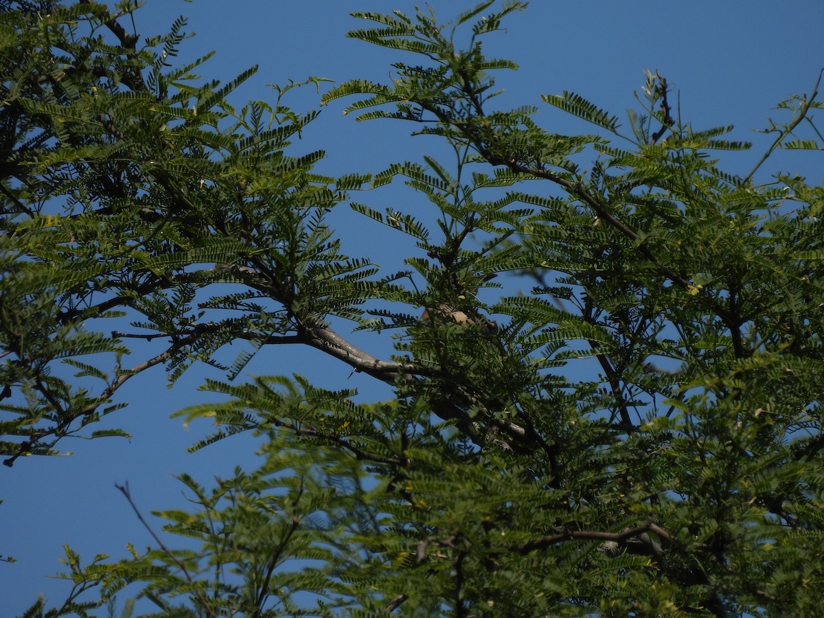 Fournier du Chaco - ML645529440