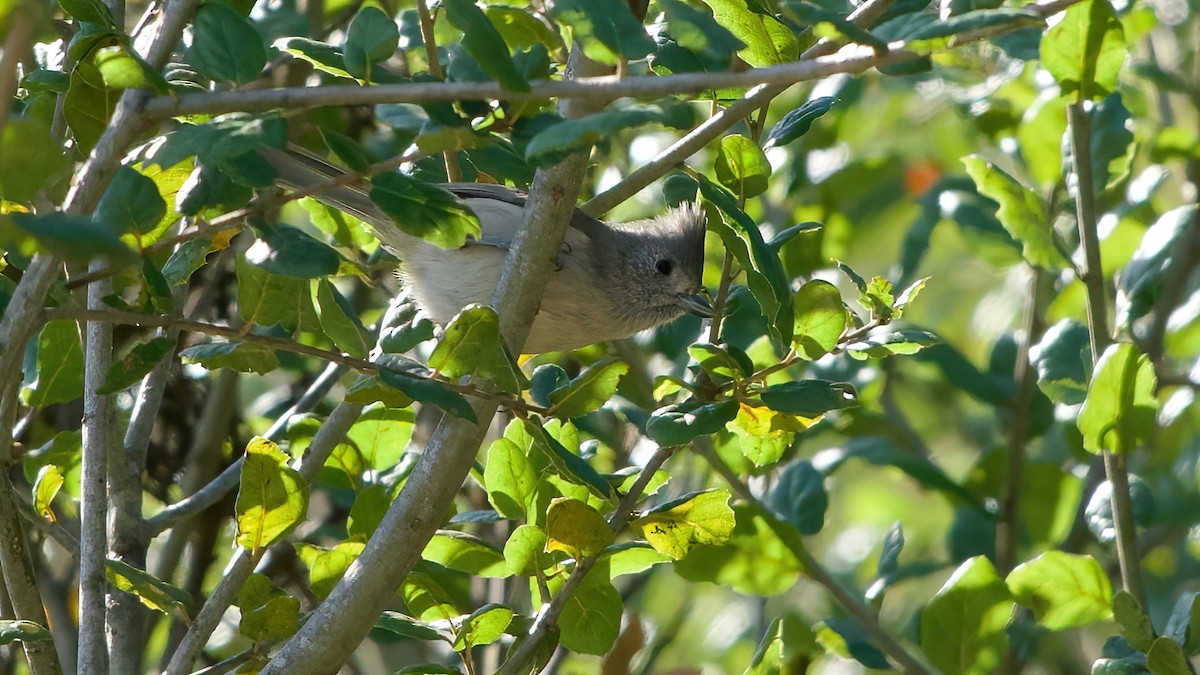 Mésange unicolore - ML645529441