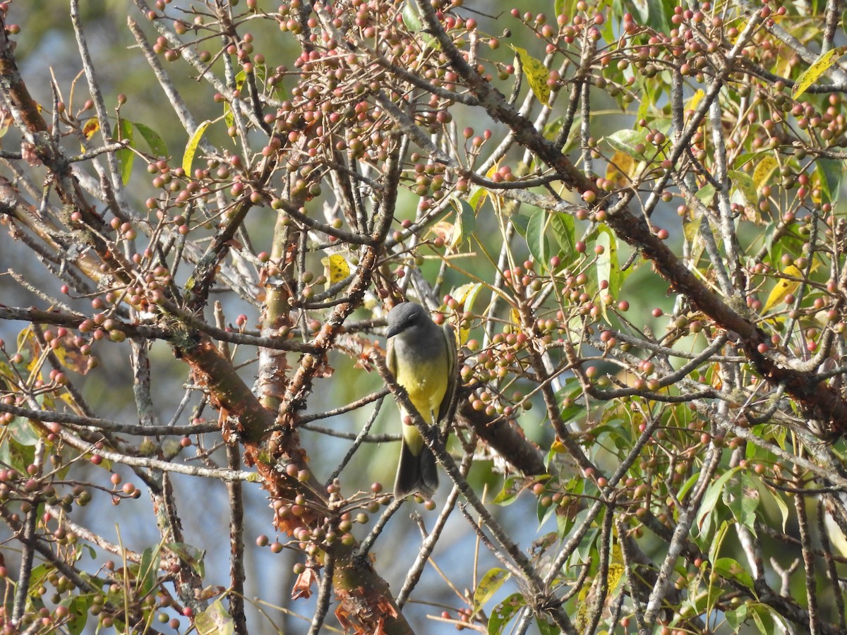 Cassinkönigstyrann - ML645529444