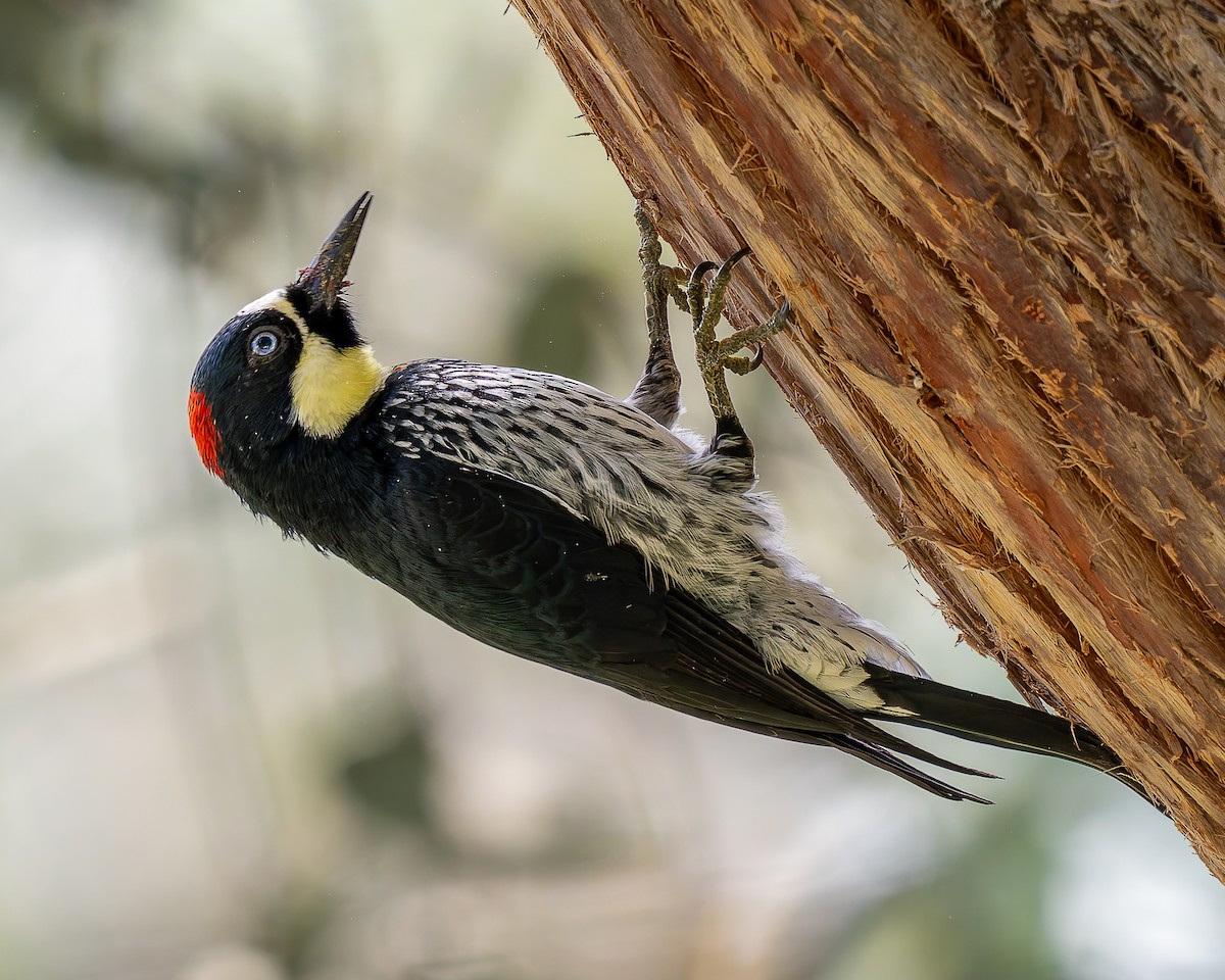 Acorn Woodpecker - ML645529445