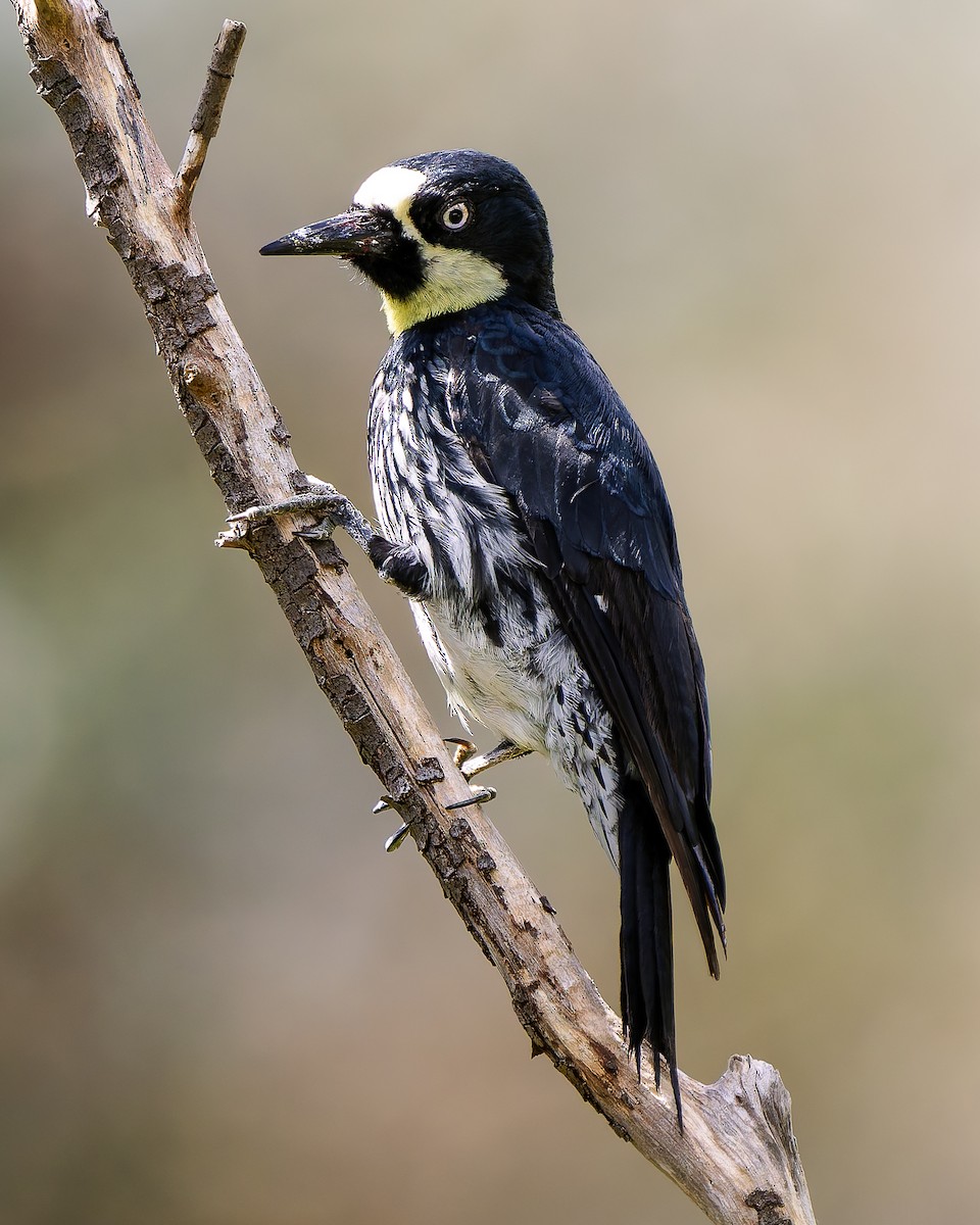 Acorn Woodpecker - ML645529446