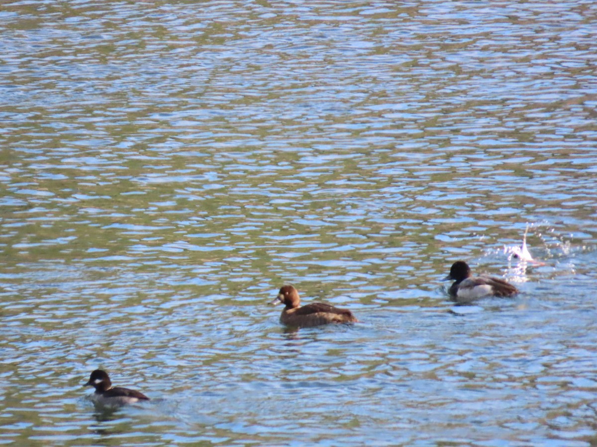 スズガモ - ML645529450