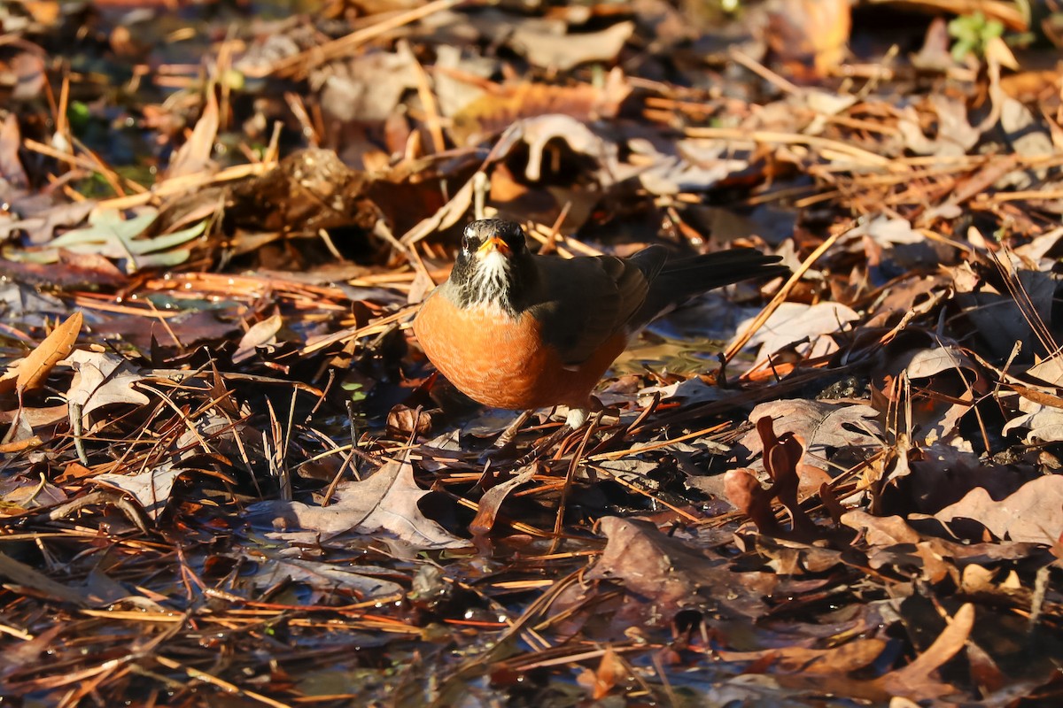 American Robin - ML645529451